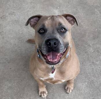 Rescue American Bully Dogs for Adoption in Temple, Texas - Vash | PetCurious