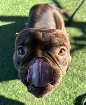 Dior -  American Bulldog Dog for Adoption in Fruit Heights, Utah - Dior | PetCurious