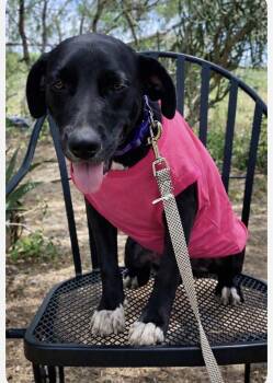 Black Labrador Retriever Dogs Available for Adoption - Canoli | PetCurious