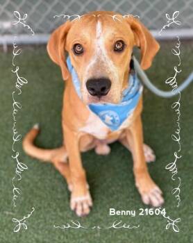BENNY -  Hound Dog for Adoption in Marietta, Georgia - BENNY | PetCurious