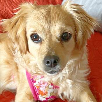 Golden Retriever and Chihuahua Dogs Available for Adoption - Heidi | PetCurious