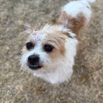 Rescue Wirehaired Terrier Dogs for Adoption in San Antonio, Texas - Charlie | PetCurious