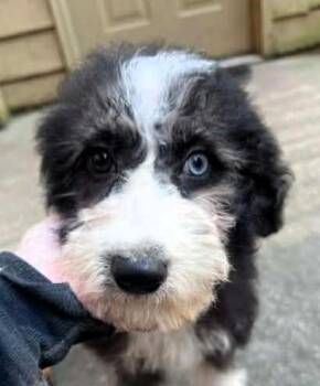 Aussiedoodle Dogs Available for Adoption in Paris, Kentucky - Three Muskateers | PetCurious