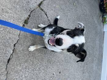 Capone -  Border Collie Dog for Adoption in Lodi, California - Capone | PetCurious