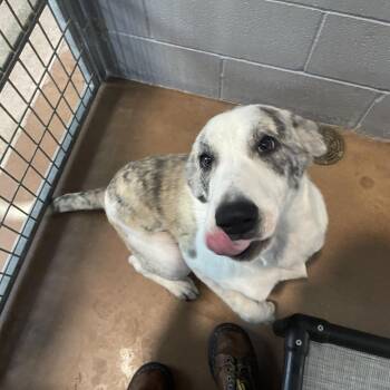TALULAH -  Anatolian Shepherd Dog for Adoption in Kyle, Texas - TALULAH | PetCurious