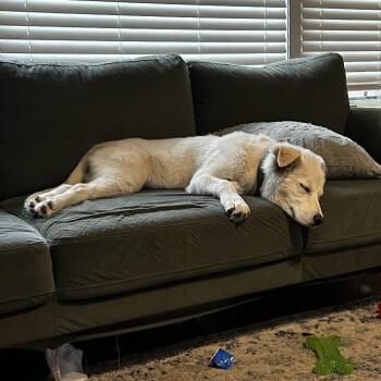 Great Pyrenees and Mixed Breed Dogs Available for Adoption in Wichita, Kansas - Little Man | PetCurious