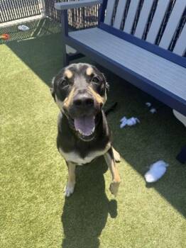 Harley -  Mixed Breed Dog for Adoption in Lafayette, Indiana - Harley | PetCurious