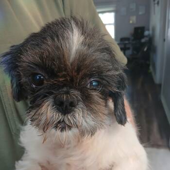 Rescue Shih Tzu Dogs for Adoption in New Palestine, Indiana - Turbo | PetCurious