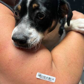 Rescue Chihuahua and Mixed Breed Dogs for Adoption in Savannah, Georgia - Joan Rufus | PetCurious