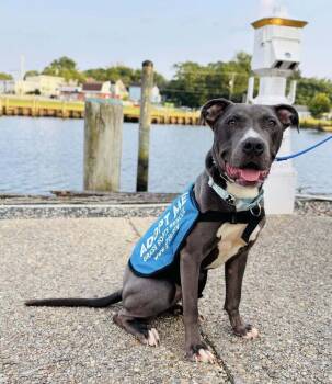 Rescue Mixed Breed Dogs for Adoption in Milton, Delaware - Inanna | PetCurious