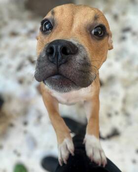 Mixed Breed Dogs Available for Adoption - Furiosa (aka Fury) | PetCurious