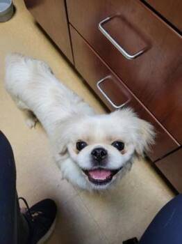 Pekingese and Mixed Breed Dogs Available for Adoption in Merriam, Kansas - Baxter | PetCurious