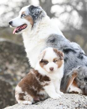 Rescue Australian Shepherd Dogs for Adoption in Miami Beach, Florida - Rexy | PetCurious
