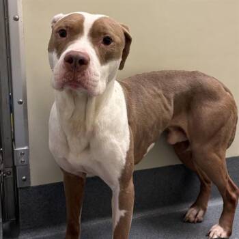 CLYDE -  Pit Bull Terrier Dog for Adoption in St. Louis, Missouri - CLYDE | PetCurious
