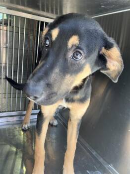 TIPPY -  Mixed Breed Dog for Adoption in Dallas, Texas - TIPPY | PetCurious