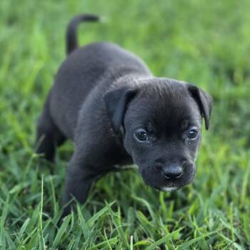 Moose -  Labrador Retriever and Mixed Breed Dog for Adoption in Austin, Texas - Moose | PetCurious