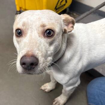 Charlie -  Jack Russell Terrier and Mixed Breed Dog for Adoption in Yuma, Arizona - Charlie | PetCurious