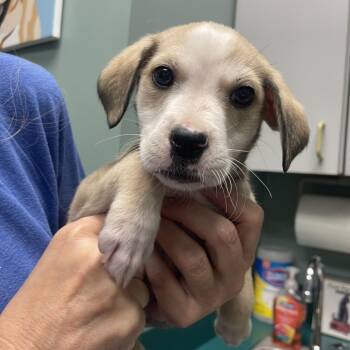 Wylie -  Mixed Breed Dog for Adoption in Lenexa, Kansas - Wylie | PetCurious