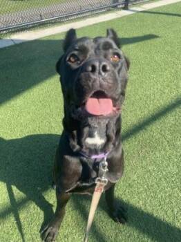 Nebula -  Cane Corso and Mixed Breed Dog for Adoption in Kansas City, Missouri - Nebula | PetCurious