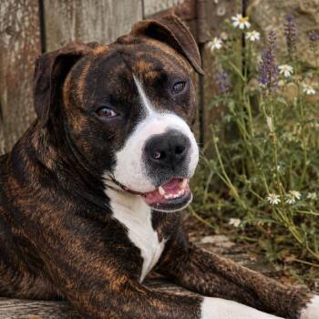 Boxer Dogs Available for Adoption in Houston, Texas - BOSCOE (Playful, Loyal, Loves Belly Rubs, Brave & Great Snuggler | PetCurious