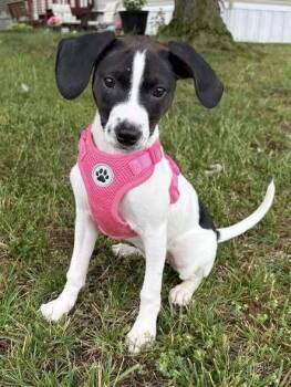 Rue -  Mixed Breed Dog Available for Adoption in Milton, Delaware - Rue | PetCurious