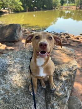 Clarabelle -  Terrier Dog for Adoption in Greenville, South Carolina - Clarabelle | PetCurious