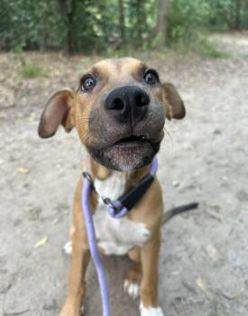 Espresso -  Black Mouth Cur and Labrador Retriever Dog for Adoption in South Houston, Texas - Espresso | PetCurious
