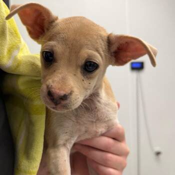 Potosi -  Chihuahua and Mixed Breed Dog for Adoption in Abilene, Texas - Potosi | PetCurious