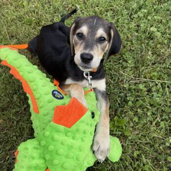 Snickers -  Hound Dog for Adoption in Columbia, Maryland - Snickers | PetCurious