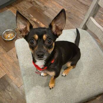 Sabrina -  Chihuahua Dog for Adoption in Park Row, Texas - Sabrina | PetCurious