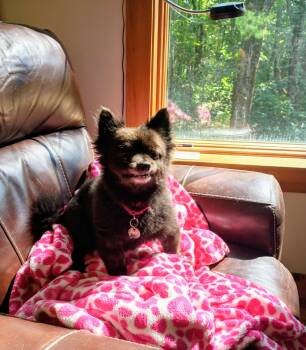 Brady -  Pomeranian Dog for Adoption in North Berwick, Maine - Brady | PetCurious