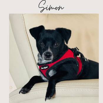 Chihuahua and Mixed Breed Dogs Available for Adoption in San Juan Capistrano, California - Simon | PetCurious