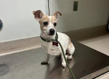 Momma Pup -  Chihuahua and Jack Russell Terrier Dog for Adoption in Thousand Oaks, California - Momma Pup | PetCurious