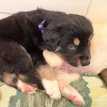 Mixed Breed Dogs Available for Adoption in Bellingham, Washington - Mr. Darcy | PetCurious