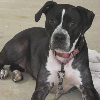 Locket -  Pit Bull Terrier and Boxer Dog for Adoption in Nashville, Tennessee - Locket | PetCurious