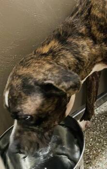 Boxer Dogs Available for Adoption in Clyde, North Carolina - GLORIA | PetCurious