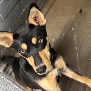 Mixed Breed Dogs Available for Adoption in Corbin, Kentucky - Kyle | PetCurious