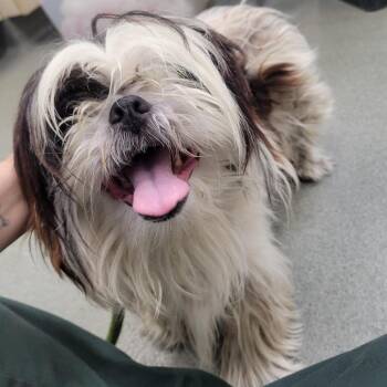 Pablo -  Shih Tzu Dog for Adoption in Westminster, California - Pablo | PetCurious