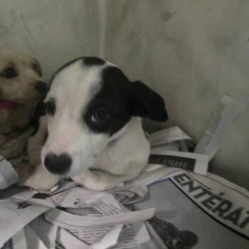 Rescue Mixed Breed Dogs for Adoption in Guaynabo, Guaynabo - Valentin | PetCurious