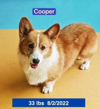 Cooper -  Pembroke Welsh Corgi Dog for Adoption in Houston, Texas - Cooper | PetCurious