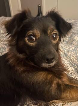 Penny -  Chihuahua and Poodle Dog for Adoption in Austin, Texas - Penny | PetCurious
