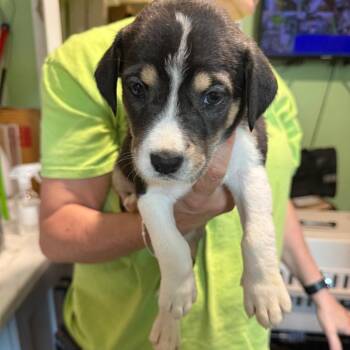 Siberian Husky Dogs Available for Adoption - Betty Lou | PetCurious