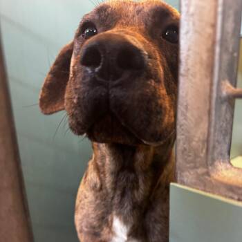 Catahoula Leopard Dog and Mixed Breed Dogs Available for Adoption in Council Bluffs, Iowa - Bruno | PetCurious