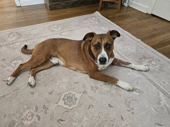 Rescue Australian Cattle Dog Blue Heeler and Pit Bull Terrier Dogs for Adoption in Trinity, North Carolina - Jayden | PetCurious