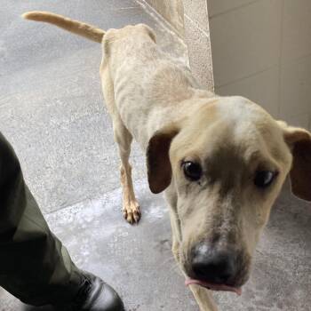 Yarrow -  Mixed Breed Dog for Adoption in Volcano, Hawaii - Yarrow | PetCurious