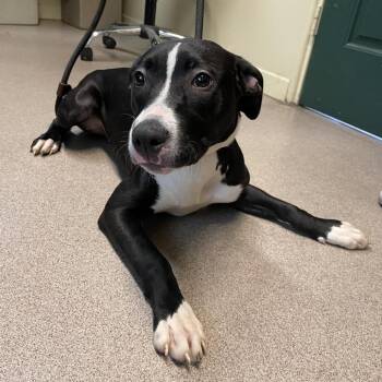 Roxie -  Labrador Retriever and Mixed Breed Dog for Adoption in Pasadena, California - Roxie | PetCurious