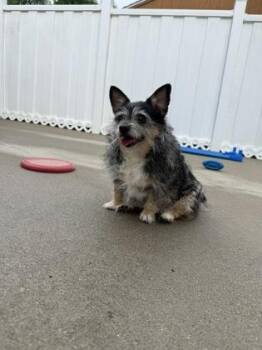 Harley -  Chihuahua and Yorkshire Terrier Dog for Adoption in East Brookfield, Massachusetts - Harley | PetCurious