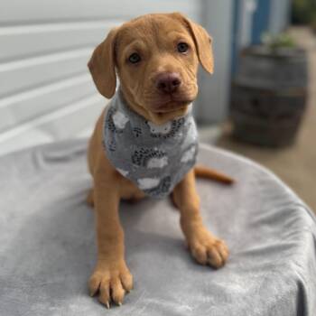 Enzo -  Pit Bull Terrier and Mixed Breed Dog for Adoption in Newberg, Oregon - Enzo | PetCurious