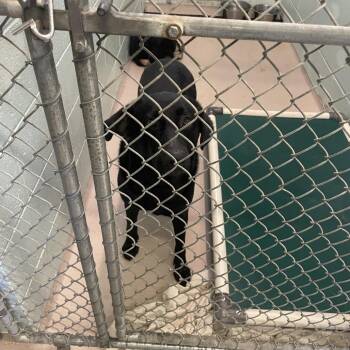 Labrador Retriever Dogs Available for Adoption - Bonnie | PetCurious