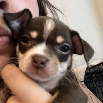 Cookie -  Chihuahua and Mixed Breed Dog for Adoption in Austin, Texas - Cookie | PetCurious